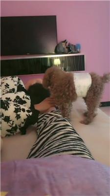 【网盘】【猫又】下跪伺候主人就寝 JS241110-17