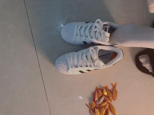 资讯|crush C1512 &#8211; 贝壳白鞋鞋里外踩烂金鱼 [8分14秒]