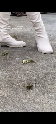 资讯|crush 丸子小姐姐白色长靴踩杀蝈蝈(爆浆) [10分1秒]