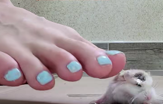 资讯|crush 韩国女人裸足大鼠 [11分10秒]