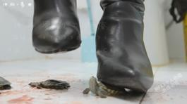 资讯|crush 064-多米高跟靴子母子剧情crush10只大龟（下） [14分59秒]