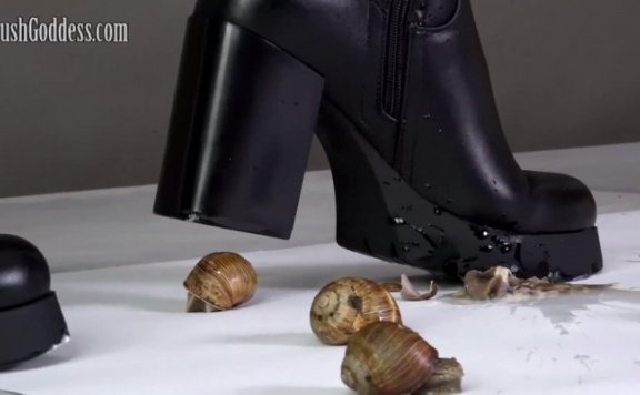 资讯|crush 1328 – lena超性感黑丝高跟皮靴踩喷大蜗牛 [22分54秒]