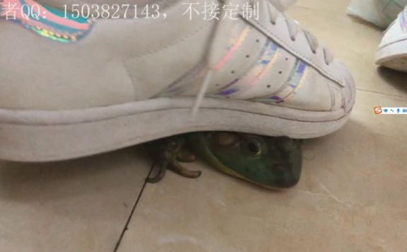 资讯|crush 《星梦》贝壳头白袜跺喷2牛蛙 [19分35秒]