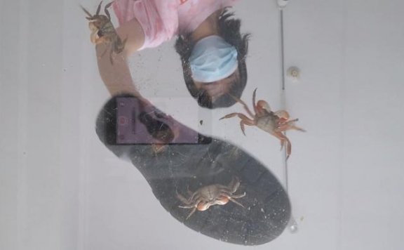 资讯|crush 玻璃板视角踩螃蟹 [12分20秒]