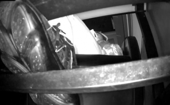 资讯|crush 《紫杨无意识》2021.10.22网吧无意识踩手踩乌龟仰视第一视角 [23分37秒]