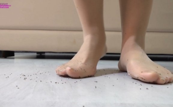 资讯|crush Abby AntsCrayfish [10分24秒]