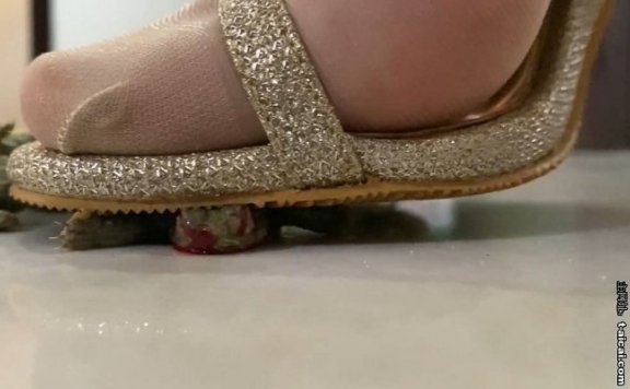 资讯|crush 《雅泫》残忍处决乌龟 [10分31秒]