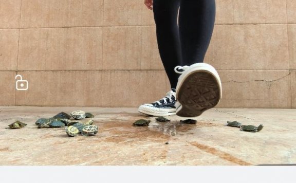 资讯|crush 南瓜汤黑色经典匡威踩乌龟，带语言 [10分31秒]