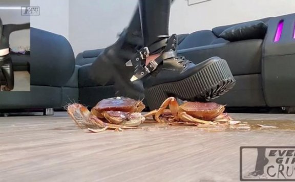 资讯|crush 1341 – 女王皮裤短靴踩喷大螃蟹 [12分20秒]