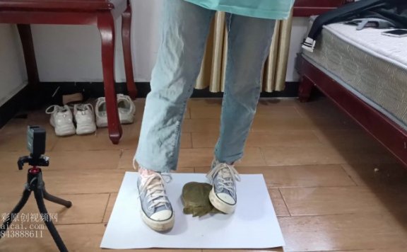 资讯|crush 《小婷原创》 帆布鞋踩甲鱼 [8分16秒]