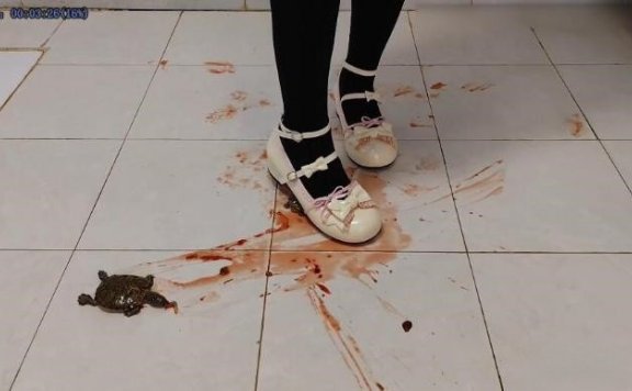 资讯|crush 可爱黑袜奶白萝莉皮鞋踩扁龟 [14分59秒]